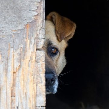 Cane morde mano della figlia e il padre si vendica in modo macabro e violento