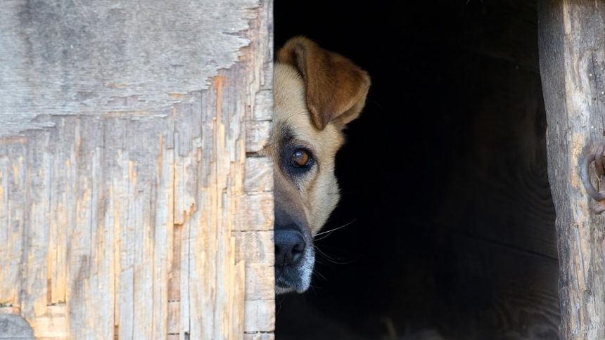 Cane morde mano della figlia e il padre si vendica in modo macabro e violento