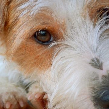 Cane lasciato affogare nel lago di Garda, il sindaco: “Vergogna assoluta”