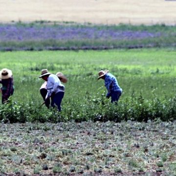 Dall’allarme green pass in agricoltura al boom del turismo online. Varie & Eventuali