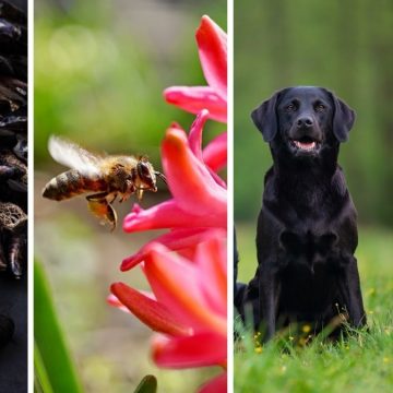 animali sentinelle ambiente