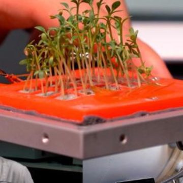 Verdure coltivate nello spazio: in orbita il primo micro-orto made in Italy