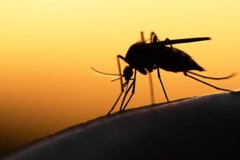 West Nile, come viaggia il virus: ecco la zanzara 'colpevole'