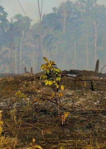 Amazzonia, deforestazione fuori controllo