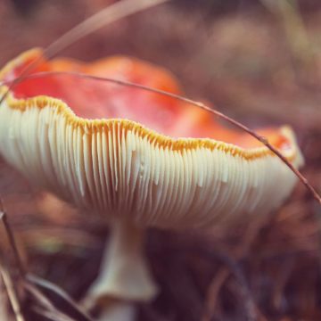 Allucinogeni no, magici sì: perché i funghi ci salveranno dal disastro climatico