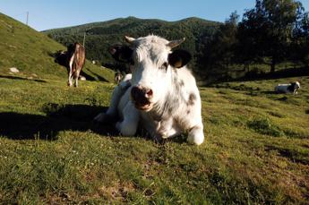In Cina clonate 3 'super mucche' altamente produttive
