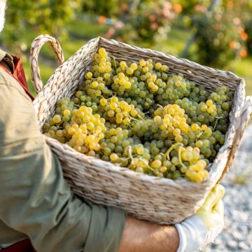 Climate change, vino in pericolo: i viticoltori fanno rivivere antiche varietà