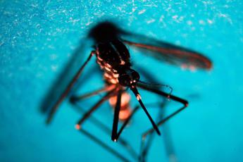 Dengue, Bassetti: "Fa paura in Sud America e si diffonde in Europa"