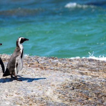 25 Aprile, giornata mondiale del pinguino: quali specie sono a rischio?