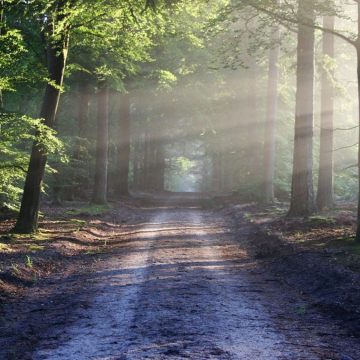 Trentino-Alto Adige, runner morto in un bosco