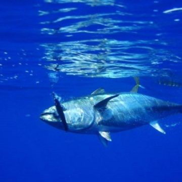 2 Maggio, giornata mondiale del tonno: la specie più diffusa nel mar Mediterraneo