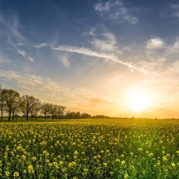 Morto dopo aver mangiato un fiore velenoso: credeva fosse tarassaco