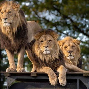 Zoo di Gaza, bambino sbranato da leone