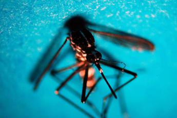 Dengue in Italia, misure anti-zanzara in eventi sportivi e zone umide: ecco la circolare
