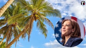 kamala-harris-albero-cocco