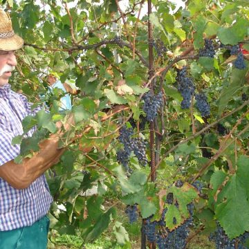 Vendemmia, il vino è buono ma meno. La Francia ci sorpassa