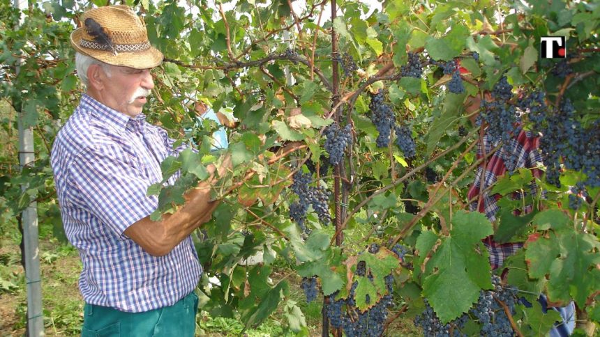 Vendemmia, il vino è buono ma meno. La Francia ci sorpassa